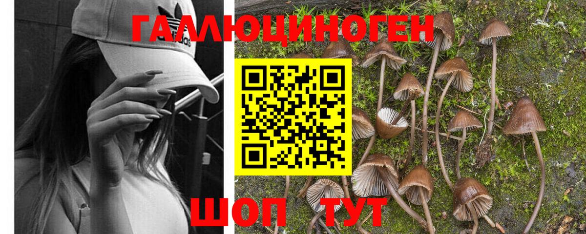 Псилоцибиновые грибы мухоморы Армавир
